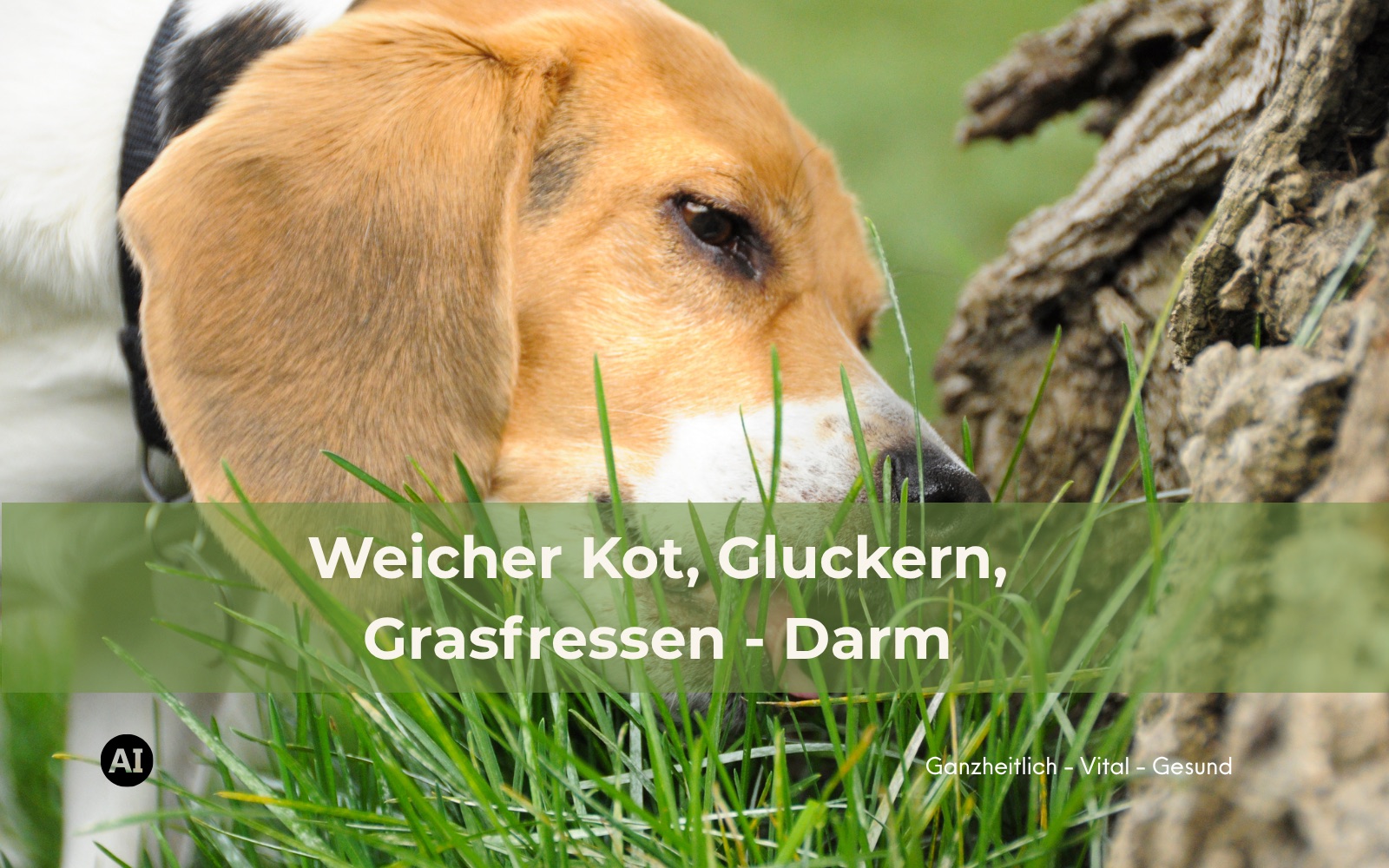 Beagle frisst Gras auf einer Wiese