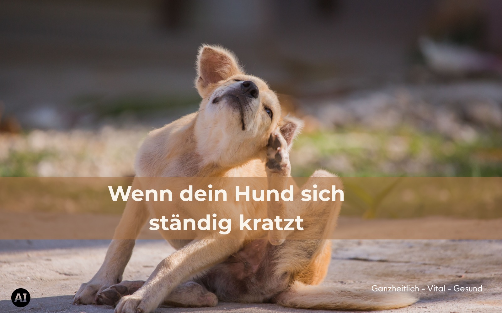 Heller Hund kratzt sich mit der Hinterpfote hinter dem Ohr