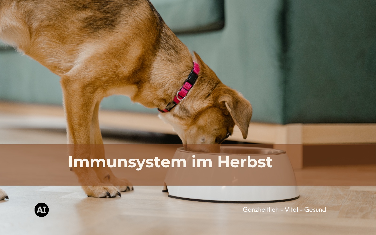 Hund frisst aus einem Napf im Wohnzimmer