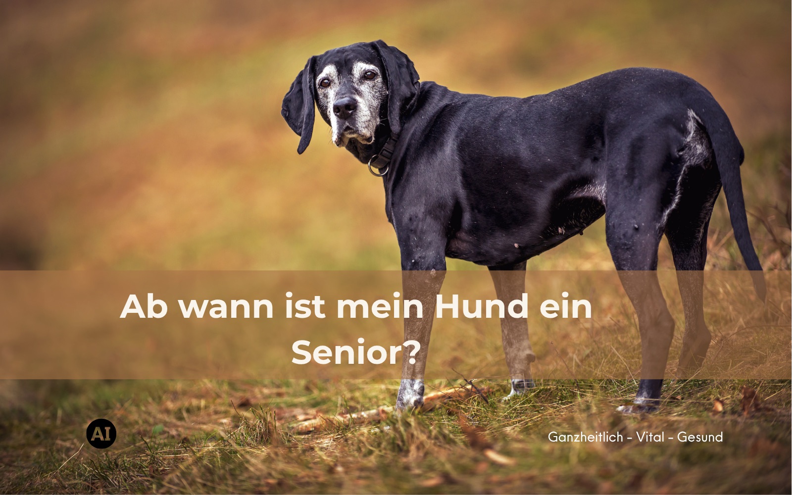 Älterer schwarzer Hund mit grauer Schnauze steht aufmerksam auf einer herbstlichen Wiese