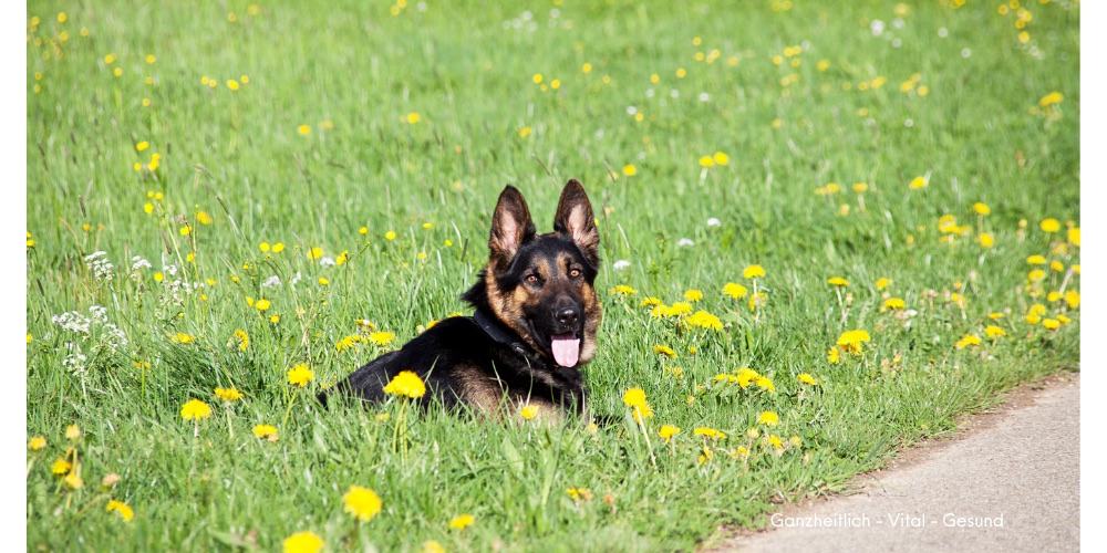 Ein aufmerksamer Schäferhund liegt entspannt in einer Wiese voller Löwenzahn.