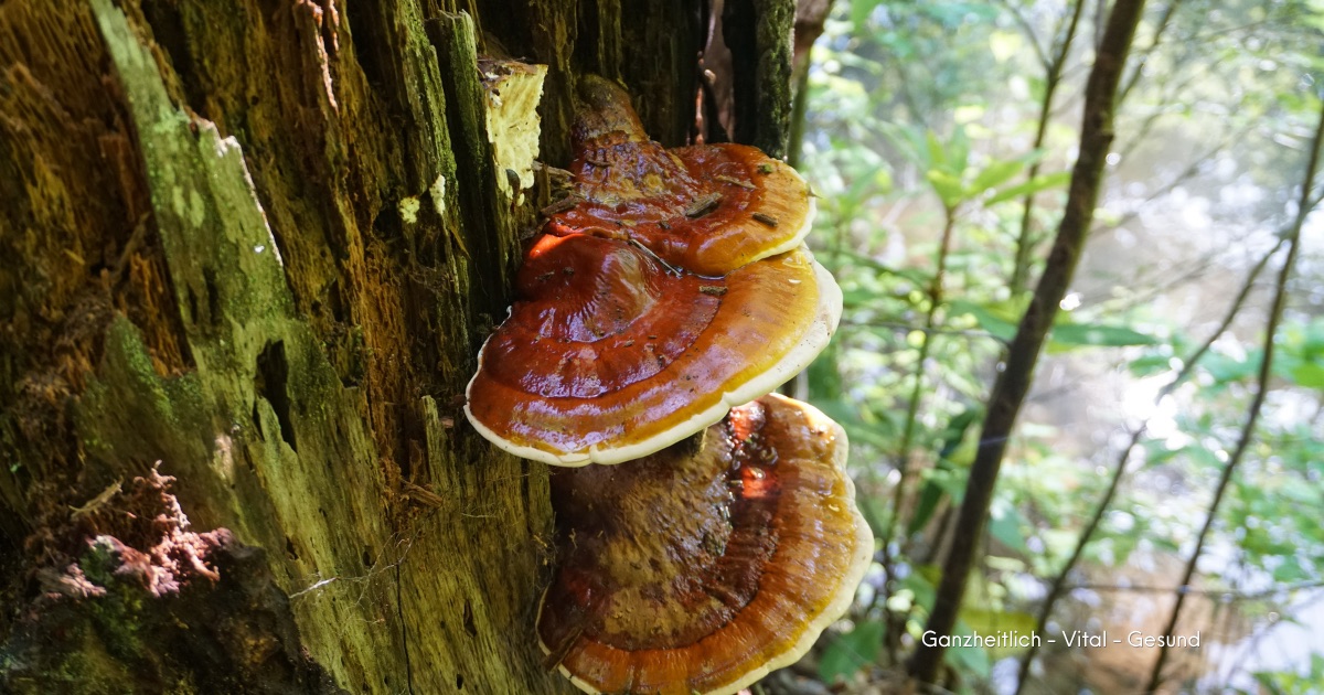 Reishi-Pilze wachsen stufenweise an einem moosbewachsenen Baumstamm im Wald